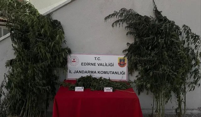 Edirne’de Hint Keneviri Yetiştiren Şüpheli Tutuklandı
