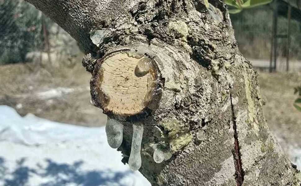 Muğla’da Sakız Hasadı Başladı, Kilosu 35 Bin TL